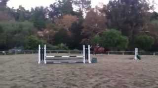 Shire draft horse jumps 36 first time [upl. by Aciret304]