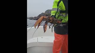 Hummerfiske 2024 1650g lobster [upl. by Cassy]