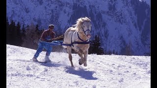 Skijoring  The Incredible Horse Skiing Sport [upl. by Orr]