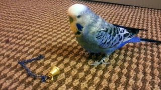 Silly Budgie Running Away With His Bell [upl. by Cletus]