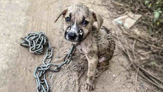 We rescued a tiny puppy who lived in chains all his life he was very hungry and scared [upl. by Harri]