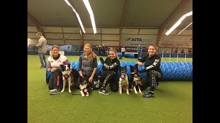 Agility German Classics 2017 Anne Lenz mit Itzi und CHi [upl. by Crin264]