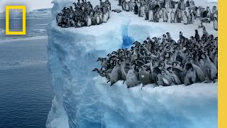 Emperor penguin chicks jump off a 50foot cliff in Antarctica NEVERBEFOREFILMED FOR TV  Nat Geo [upl. by Frederick177]