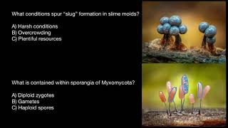 Slime molds reproduction [upl. by Hudson]