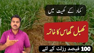 The best herbicide to control khabbal grass in sugarcane crop  Weeds management in sugarcane field [upl. by Ardnoet]