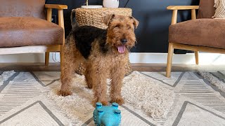 Iroh  Welsh terrier [upl. by Wivestad]