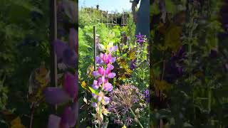 How to grow a vase of flowers with lupins salvias and poppies [upl. by Emalee]