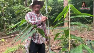 ไผ่ยักษ์…Dendrocalamus giganteusถ้าได้แบบนี้ ยั่งยืนแน่นอน [upl. by Ahsram]