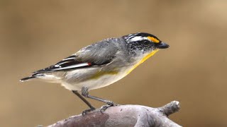 Striated Pardalote [upl. by Aynot]