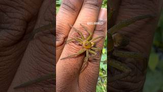 Fishing Spider Handling 💧🕷️ arthropodsspidertarantulainsectsbuginvertebratesarachnidfyp [upl. by Amorita310]