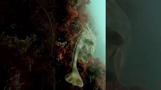 Mottled Guitarfish are the most rock n roll fish in San Diego [upl. by Llecrad]