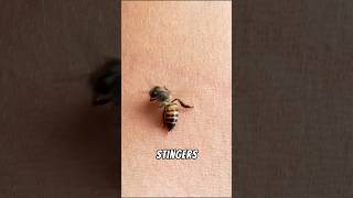 Why Honey Bees Die After Stinging [upl. by Anilejna]