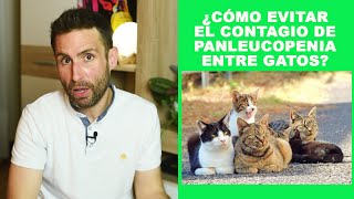 ¿Cómo puedo evitar el contagio de panleucopenia entre gatos [upl. by Kuster]