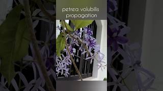 Petrea volubilis propagation  2 ways to propagate petrea  Sandpaper vine ytshorts homegarden [upl. by Indira50]