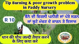 Tip burning amp growth problem in Nursery ਪਨੀਰੀ ਦੇ ਪੱਤੇ ਮੱਚਣ ਵਿਰਲੀ  ਗਰੋਥ ਆਦਿ ਦਿੱਕਤ ਸਬੰਧੀ Shergill [upl. by Aniratak]