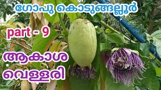 ആകാശവെള്ളരി  AKASA VELLARI  GOPU KODUNGALLUR  GIANT GRANADILLA  PASSIFLORA QUADRANGULARIS [upl. by Iyre168]