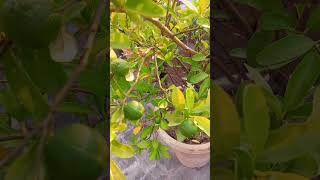 Grow Your Own Organic Lemons DIY gardening ideas lemons organic gardening [upl. by Akaenahs645]