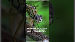 Le cycle de vie d’une libellule de l’eau à l’air [upl. by Iaria]