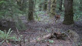 Blacktail Deer  Oregon Cascade Range [upl. by Brightman]