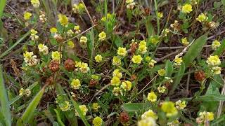 Hop Trefoil A Beautiful and Fascinating Plant with Unique Features [upl. by Adabel196]