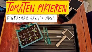 TOMATEN PIKIERENES IST SO EINFACH🍅 [upl. by Ahsikyt45]