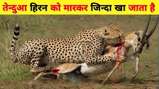 Wildlife Animal Cheetah attacks on Impala eat aliveचीता हिरण की लड़ाईWild dog and hyena kill deer [upl. by Suivat670]