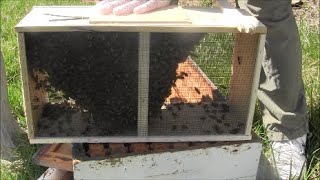 How to Install Package Honey Bees Into a Hive [upl. by Fornof]