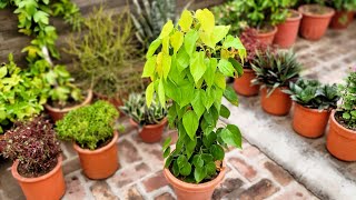 One extremely beautiful indoor airpurifier plant Heart leaf philodendron Oxicardium [upl. by Schellens898]