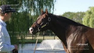 Ole Kirk First Yearlings  Making Headlines [upl. by Nitsirk]