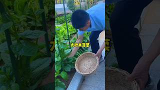 Eat this slippery bigleafed auricularia in summer it is very delicious [upl. by Arehahs909]