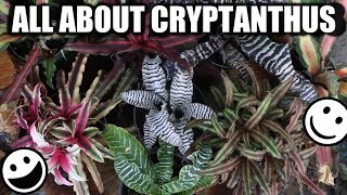 Cryptanthus Bromeliad  Care Propagation amp Varieties  Starfish Earth Star Collection Houseplant [upl. by Zohar630]