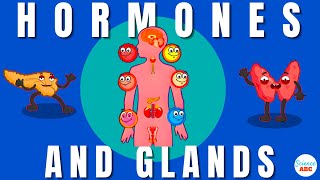 Endocrine System Glands and Hormones [upl. by Haughay364]