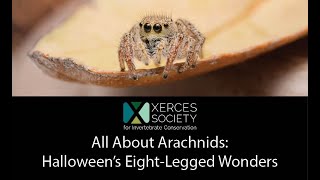 All About Arachnids Halloween’s Eight Legged Wonders [upl. by Quick718]