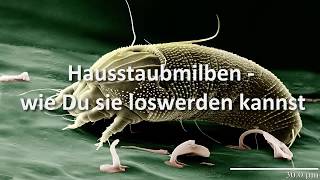 Hausstaubmilben – wie Du sie loswerden kannst [upl. by Etteniuqna582]