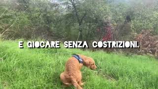 Per il cane Libertà e natura un binomio perfetto [upl. by Atiken]