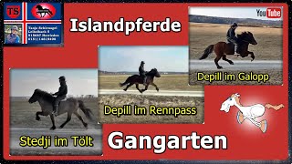 Tölt  Rennpass  Galopp Gangarten Islandpferde Isländer Training Tanja Schienagel [upl. by Castro]