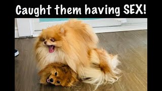 POMERANIANS SECRETLY HAVING SEX  NATURAL DOG MATING [upl. by Lien]