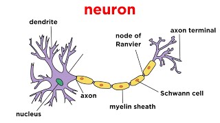 Types of Tissue Part 4 Nervous Tissue [upl. by Saree]