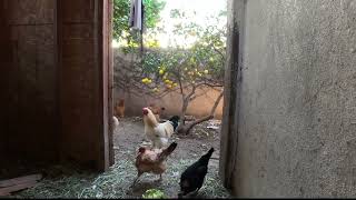 Impresionantes gallinas Mapuches [upl. by Emily619]