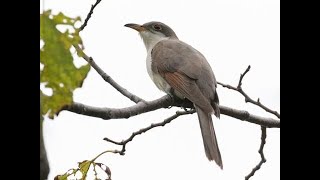 Yellowbilled Cuckoo [upl. by Tabib190]