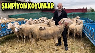 100 KOYUN 4 KÖPEK KARACABEY MERİNOSU KUZUSU ALTIN DEĞERİNDE SATILIYOR [upl. by Hadwyn243]