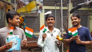 Auspicious Lutino Monk Parrot Released In Breeding Colony  Independence Day Celebration [upl. by Etteniotna571]