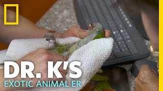 A Beakless Bird Needs Help  Dr K’s Exotic Animal ER [upl. by Yenmor]