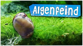 Algenfresser  Rennschnecken im Aquarium zum Algen bekämpfen  Aqua Wahl [upl. by Candi830]