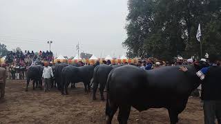 Jagraon pdfa murrah adults bull competition [upl. by Hazeefah]