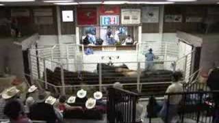 Livestock auctioneers compete for LMA world championship [upl. by Zoila]