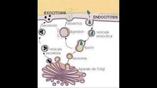 QUE ES LA ENDOCITOSIS Y LA EXOCITOSIS [upl. by Grissom]