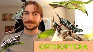 Orthoptera Grasshoppers Crickets Katydids  Order Spotlight [upl. by Yanehs]