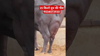 25 किलो दूध की भैंस with Female Murrah Calf at Fouji Dairy Farm 9034572920 [upl. by Katheryn]