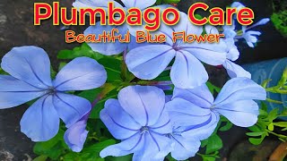 Plumbago Blue flowering plant Care for Plumbago  Chitrak [upl. by Aihsoj454]